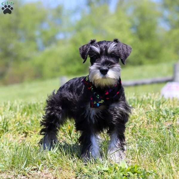 James, Miniature Schnauzer Puppy
